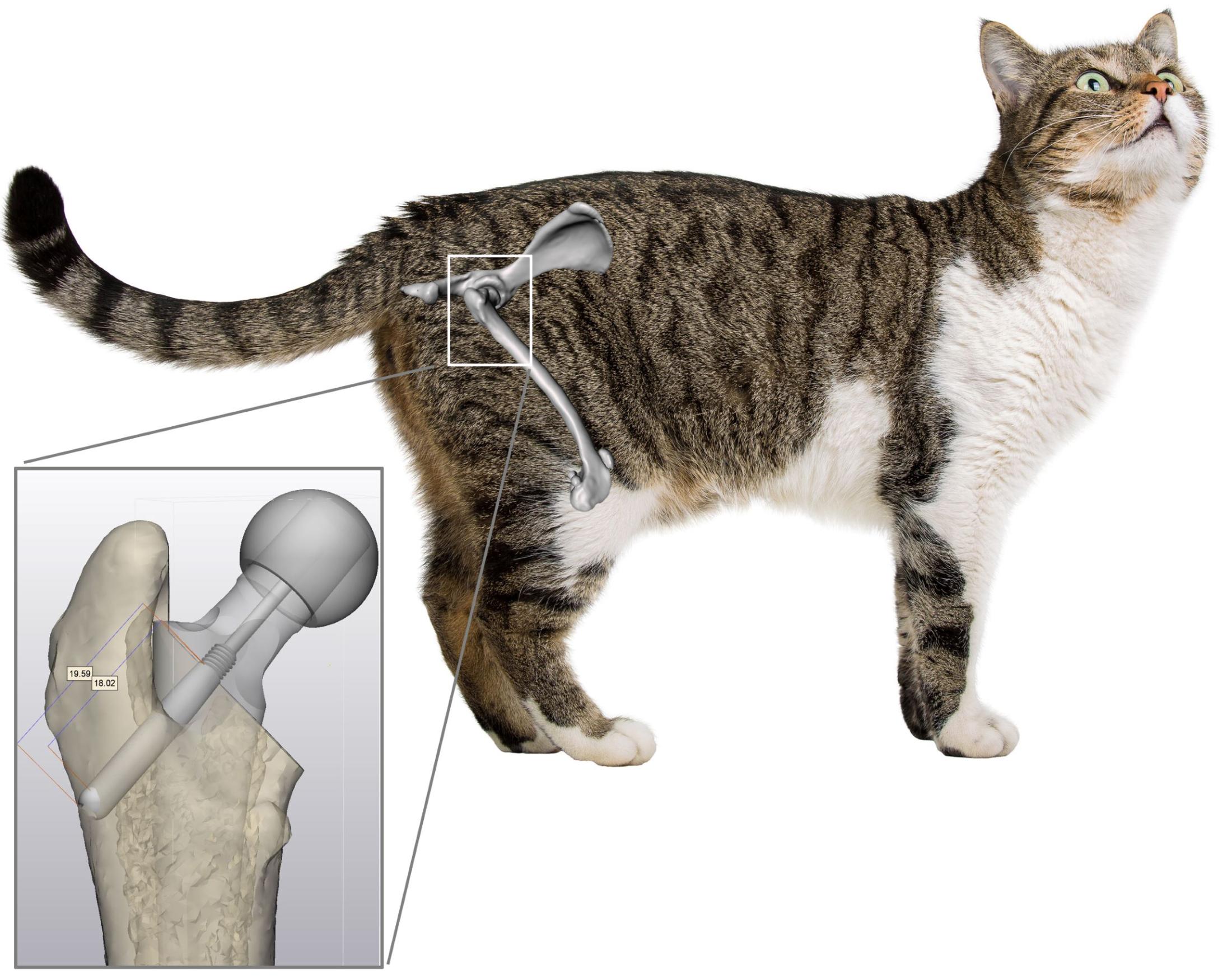 JD Wheat Veterinary Orthopedic Laboratory Small Animal Research